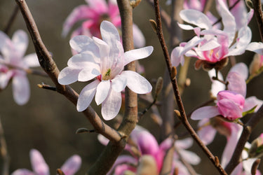 5 LOEBNER MAGNOLIA Loebneri TREE Shrub Seeds - Cross of M Stellata & Kobus - Fragrant Pink White Huge 3 - 5